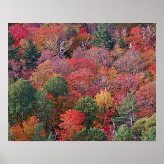 Poster Forêt en automne avec feuillage d'automne. Algonqu (Devant)
