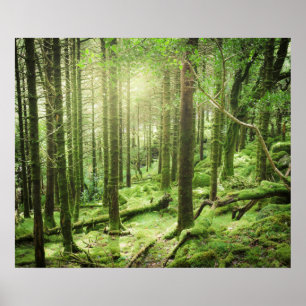 Poster Forêt en parc national   Kerry, Irlande de