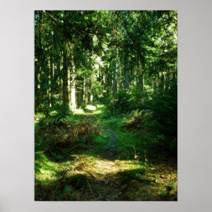 Poster forêt enchanteresse