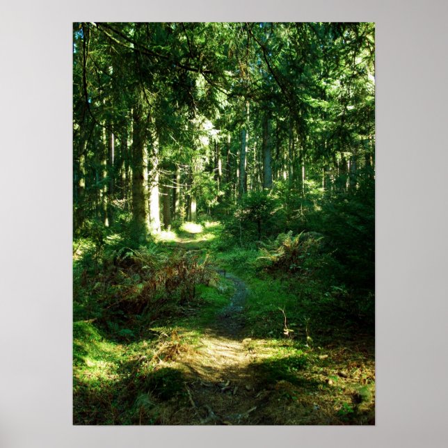 Poster forêt enchanteresse (Devant)