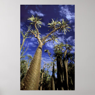 Poster Forêt épineuse formée de Pachypodium arbres