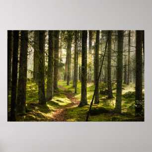 Poster Forêt   Forêt boréale Suède