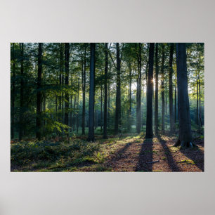Poster Forêt   Forêt Noire Allemagne