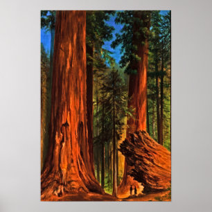 Poster Forêt géante de séquoias Cali, vallée de Yosem