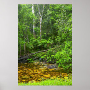 Poster Forêt, Les Forêts Montane Knysna-Amatole