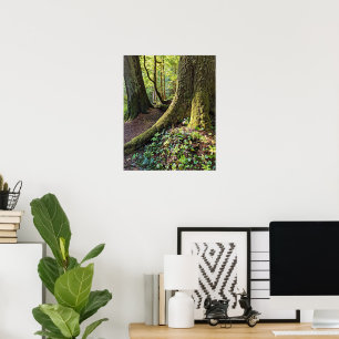 Poster Forêt luxuriante et verdoyante Photographie de la