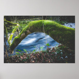 Poster Forêt magique enchantée