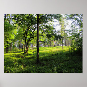 Poster Forêt matinale