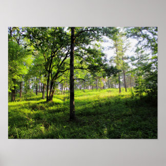 Poster Forêt matinale