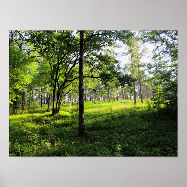 Poster Forêt matinale (Devant)