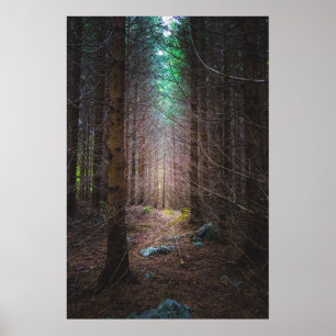 Poster Forêt mystérieuse d'épinette