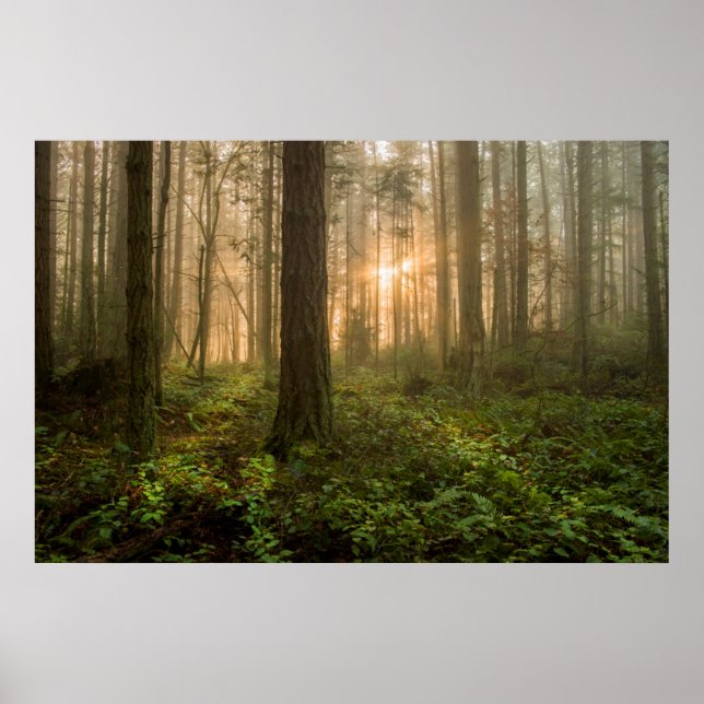 Poster Forêt nord-ouest du Pacifique | Foggy Morning (Devant)