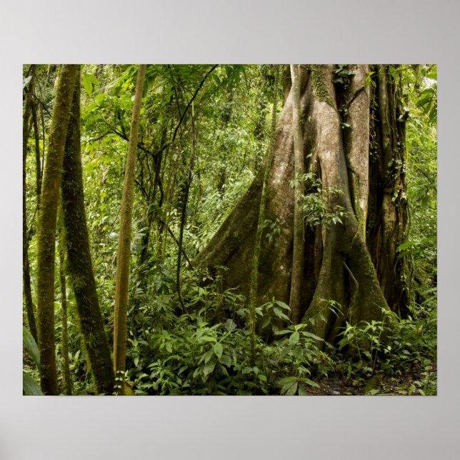 Poster Forêt nuageuse, Bosque de Paz, Costa Rica (Devant)