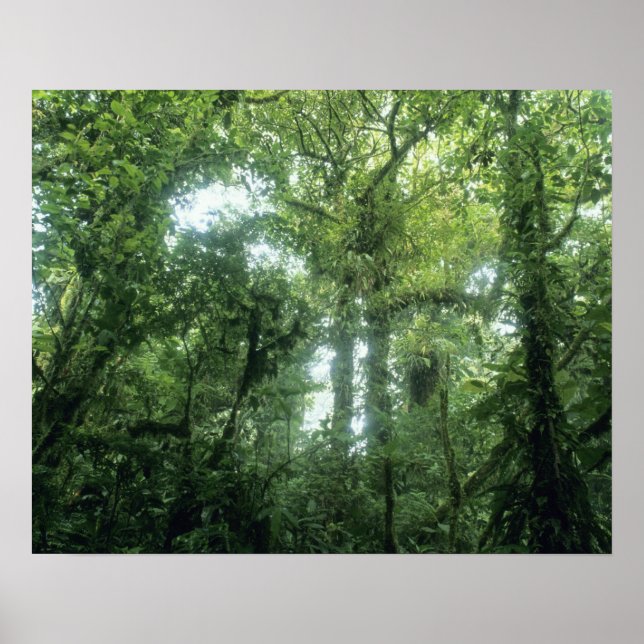 Poster Forêt nuageuse de Monteverde, Costa Rica. (Devant)