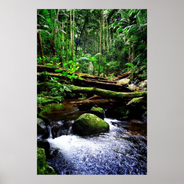 Poster Forêt pluviale australienne (Devant)