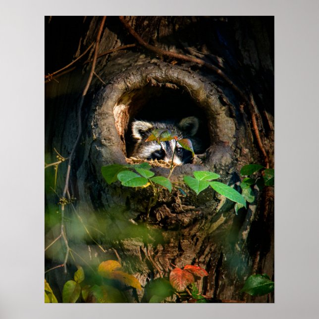Poster Forêt | Raccoon Peeking (Devant)