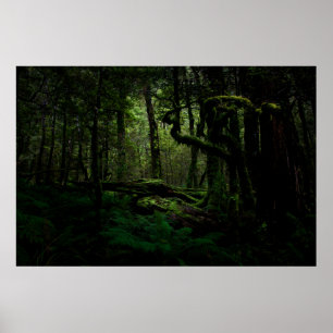 Poster Forêt   Routeburn Track Fiordland National Park