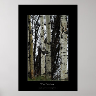 Poster Forêt sauvage de bouleaux Imprimer