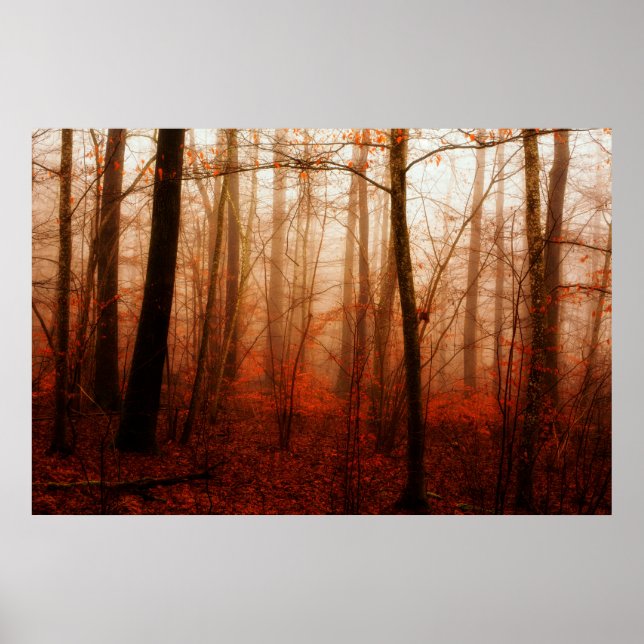 Poster Forêt sauvage rouge brumeux hiver sans neige (Devant)