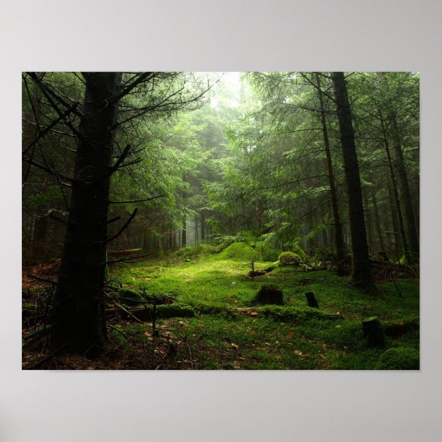 Poster Forêt stérile (Devant)