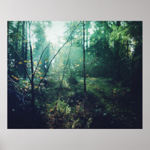 Poster Forêt suédoise