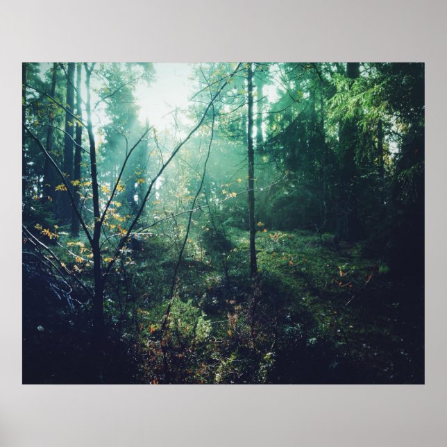 Poster Forêt suédoise (Devant)