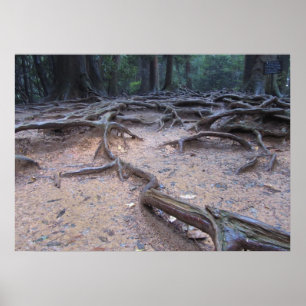 Poster Forêt sur Mt. Kurama