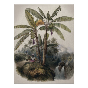 Poster Forêt tropicale antique de bananiers   Bota vintag