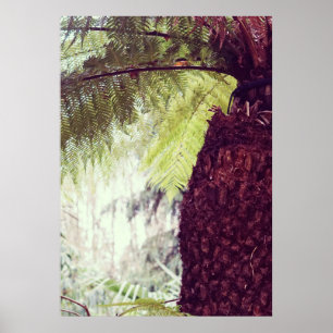 Poster Forêt tropicale de fougères