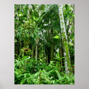 Poster Forêt tropicale hawaïenne