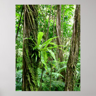 Poster Forêt tropicale hawaïenne