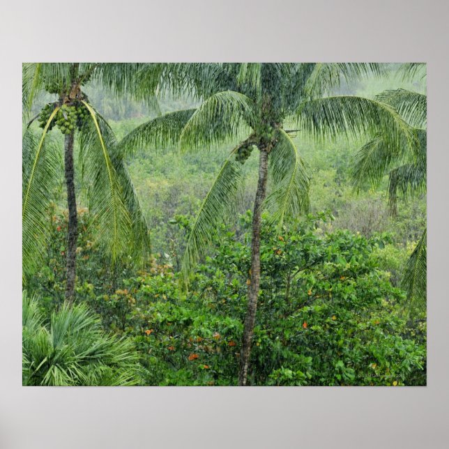 Poster Forêt tropicale humide 2 (Devant)