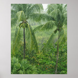 Poster Forêt tropicale tropicale