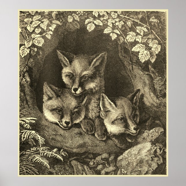 Poster forêt vintage de renard (Devant)