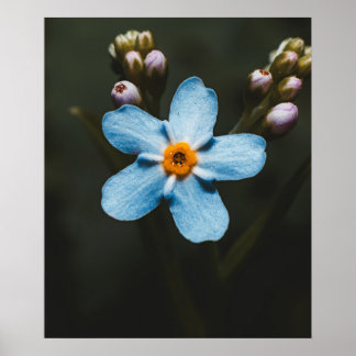 Poster Forget Me Not