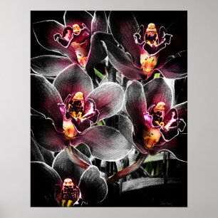 Poster Format 4x5 Orchidée noire Img5459