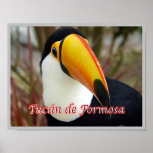 Poster Formosan Toucan