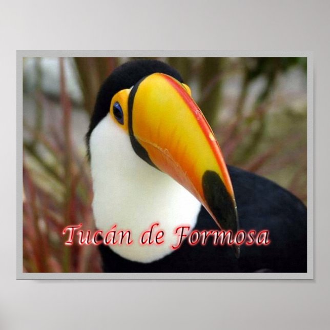 Poster Formosan Toucan (Devant)