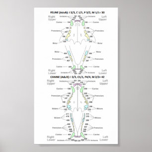 Poster Formule dentaire Feline et Canine