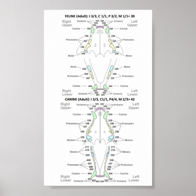 Poster Formule dentaire Feline et Canine (Devant)