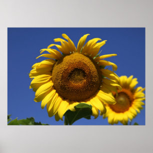 Poster Formule grecque