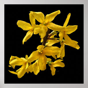 Poster Forsythia