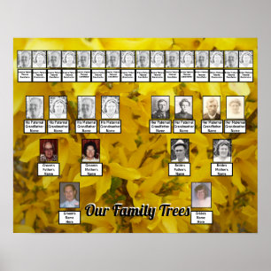 Poster Forsythia Bush en fleurs Photo Deux arbres de la f