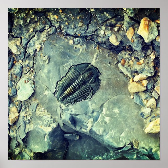 Poster Fossile (Devant)