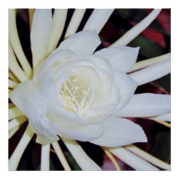 Fougère Staghorn à floraison nocturne