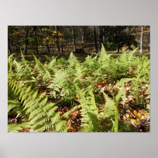 Poster Fougères d'automne