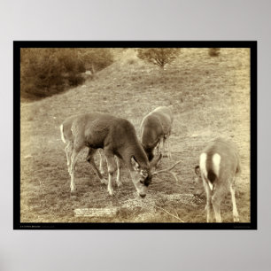 Poster Four Deer Eating in Hot Springs SD 1891