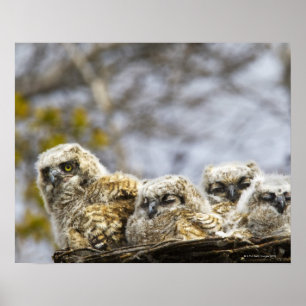 Poster Four Great Horned Owl (Bubo Virginianus) Chicks