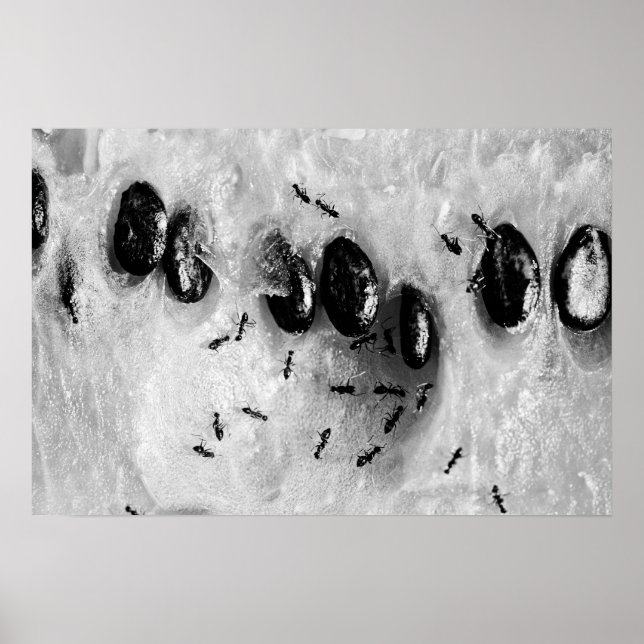 Poster fourmis de surf (Devant)