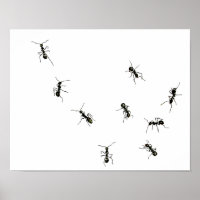 fourmis en marche.png